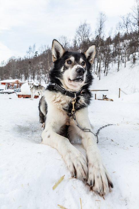 LEDERSKIKKELSE: Den seks år gamle trekkhunden Gruble vil være et naturlig valg som lederhund når Åse østvold starter ut på 1200-kilometeren, med UiT Norges arktiske universitets logo på sleden.